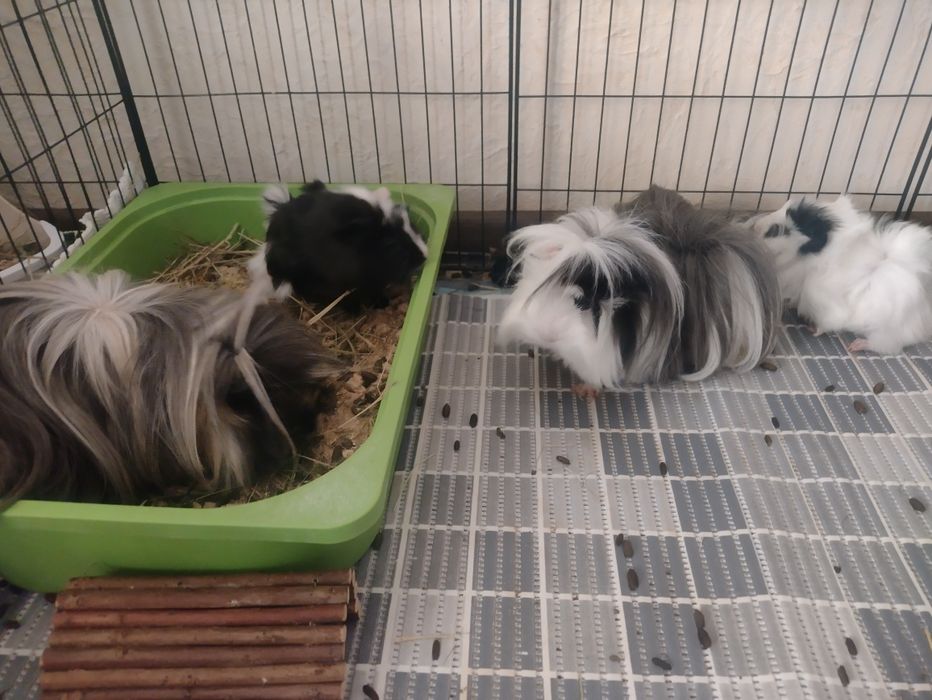 Świnki morskie młode dlugowłose