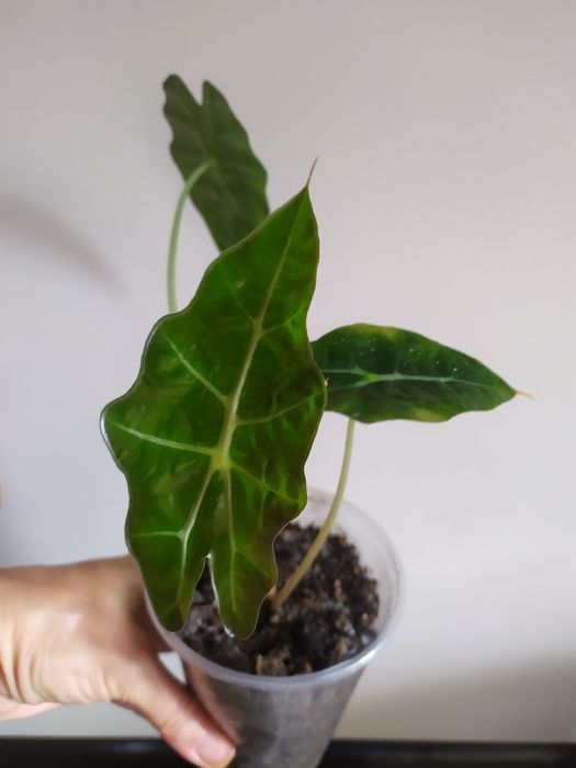 Монстера Адансоні, манки обликва. Аглаонема. Алоказія