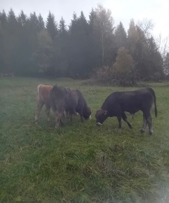 Sprzedam odsadki byczki 3szt