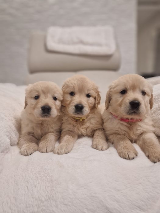 Szczeniak Golden Retriever zkwp fci