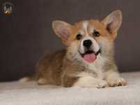 Welsh Corgi Pembroke ZKwP FCI suczka Perełka