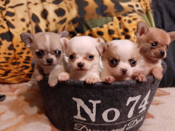 Chihuahua szczeniaki pieski samce Miniaturki