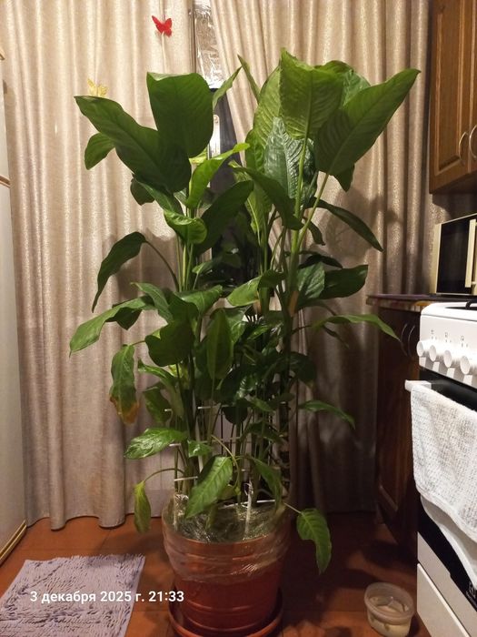 Продам диффенбахию