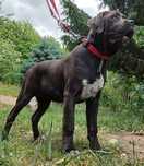 Sunia Cane Corso Italiano 5mc