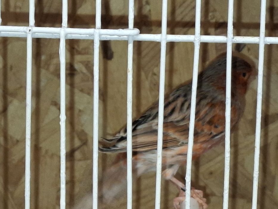 Canario agata vermelho nevado