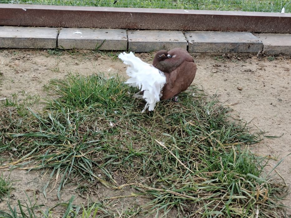 Gołębie ozdobne pawiki/pawik Biały ogon