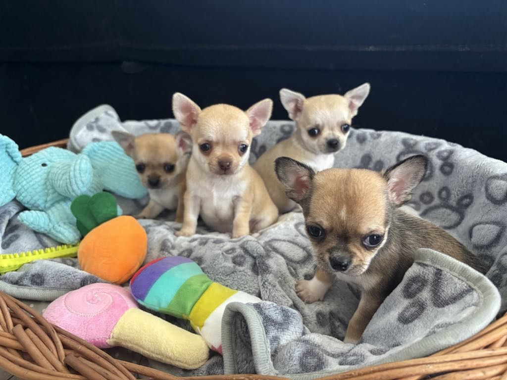 Chihuahua piesek kremowy