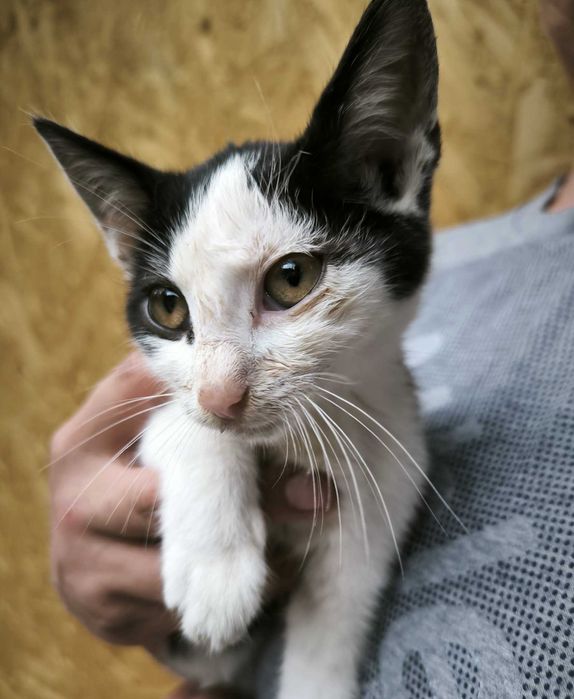 Pilnie poszukiwany dobry dom