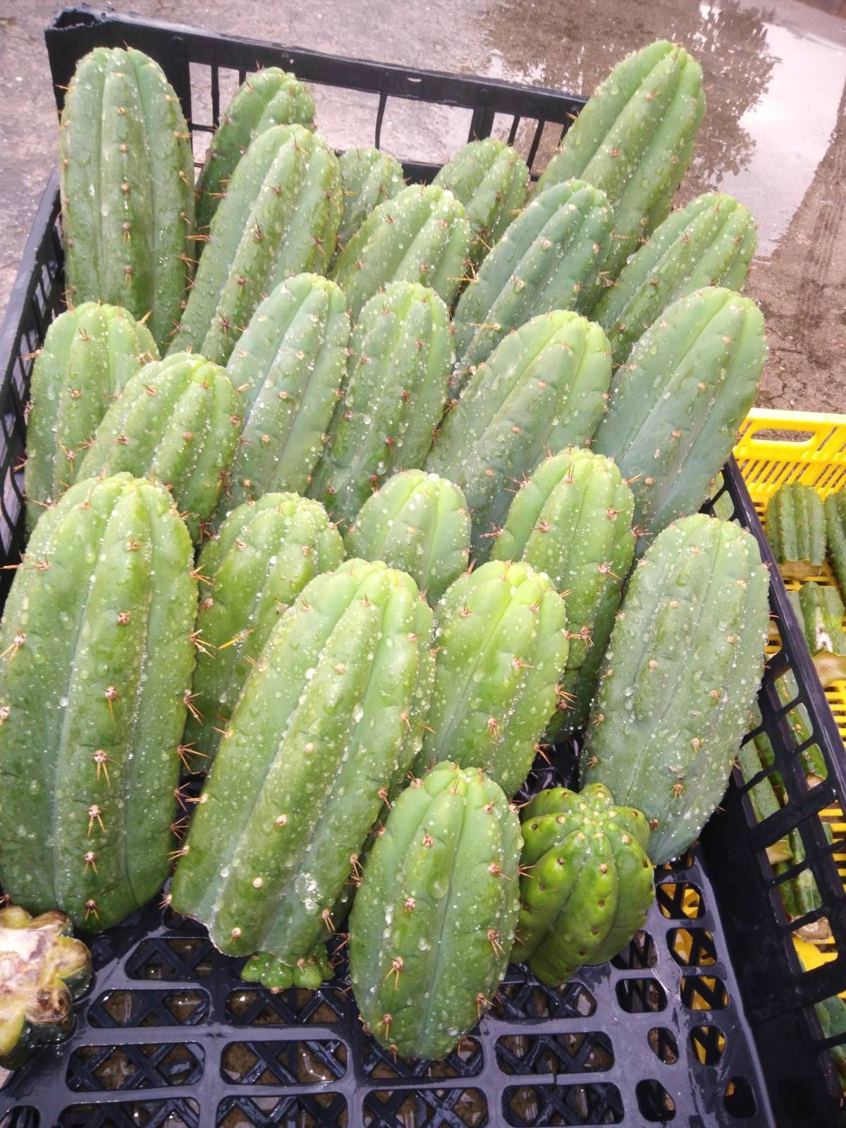 Cactos San Pedro. "cristata" cactos sagrados/sacred cactus)