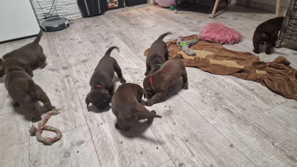 Labrador retriever szczeniak z rodowodem