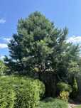 Сосна чорна / Pinus nigra