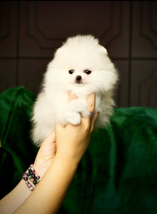 Ексклюзивні VIP цуценята. SUPER VIP mini білі померанські шпіци