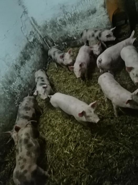 Sprzedam świnie - cena za sztukę