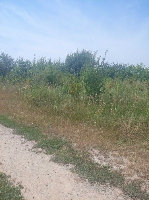 Земельна ділянка. Циганівці