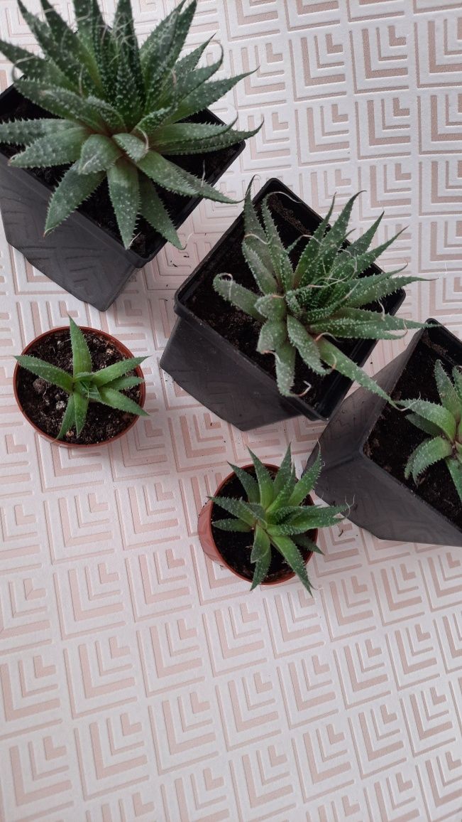 Aloes ościsty sukulent w doniczce sadzonka sadzonki aloesu