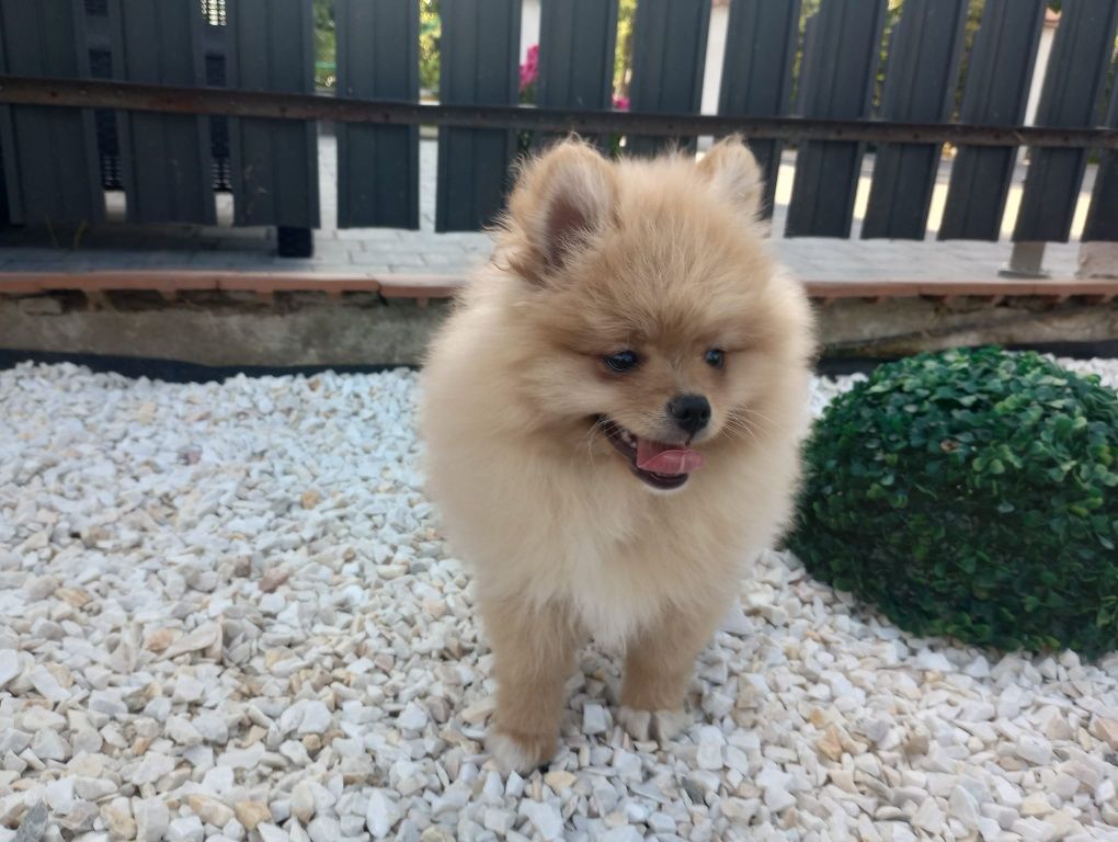 Szpic miniaturowy pomeranian piesek