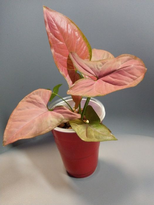 Syngonium Orm Nak