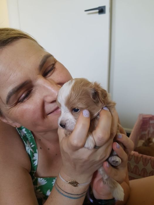 Maltipoo, Pudel toy plus Maltańczyk, szczeniak,prześliczny chłopiec