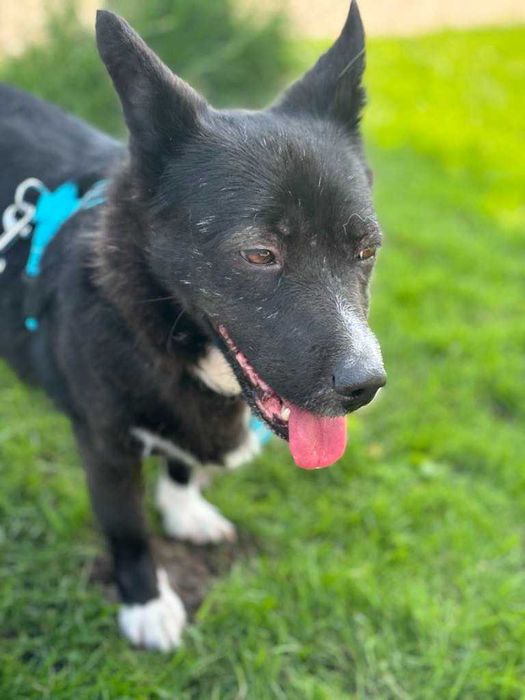 Porzucona bita przepędzana sunia ofiara wojny Pomóż adoptuj