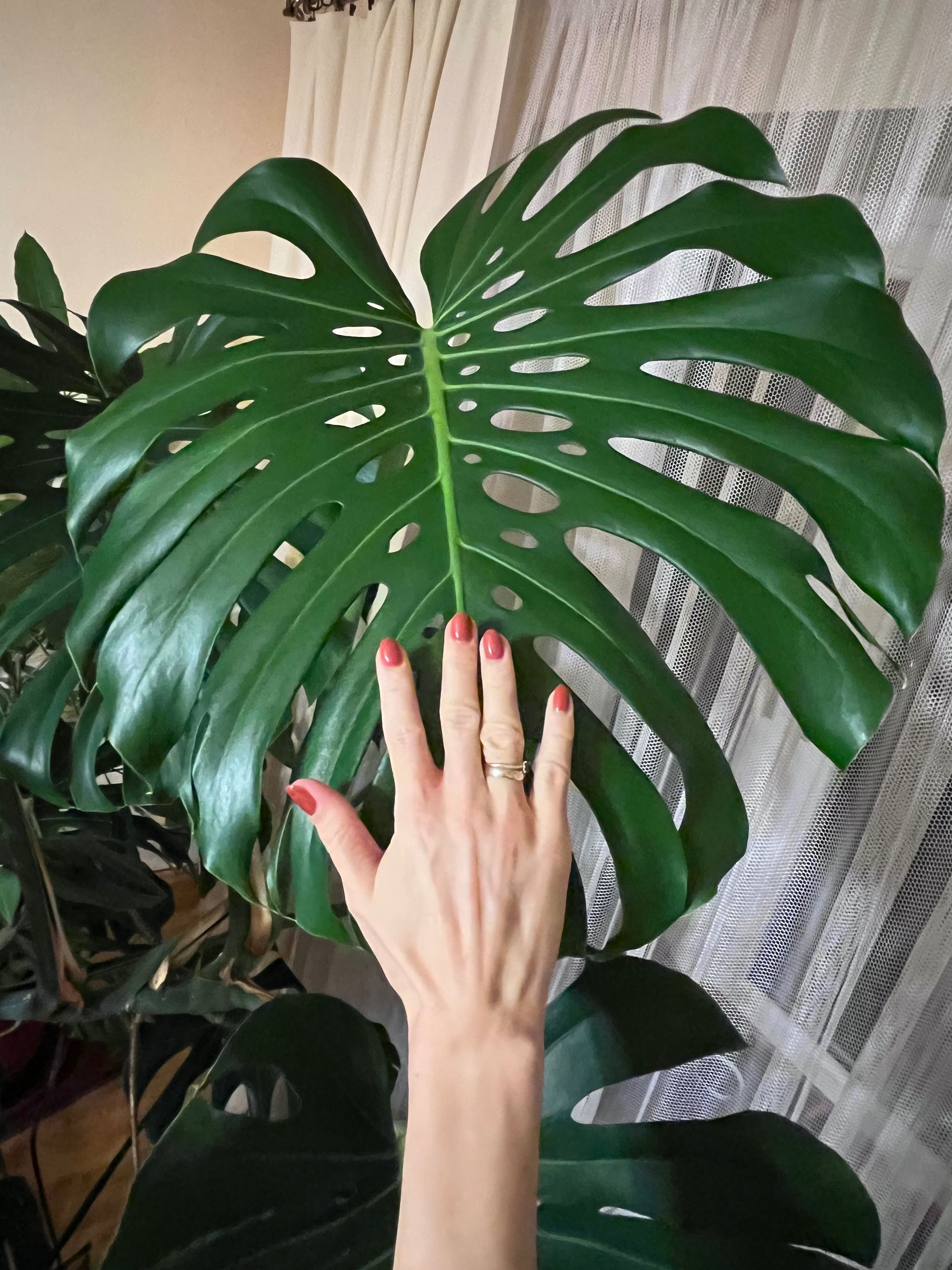 Monstera ok 200 cm wysokosci.