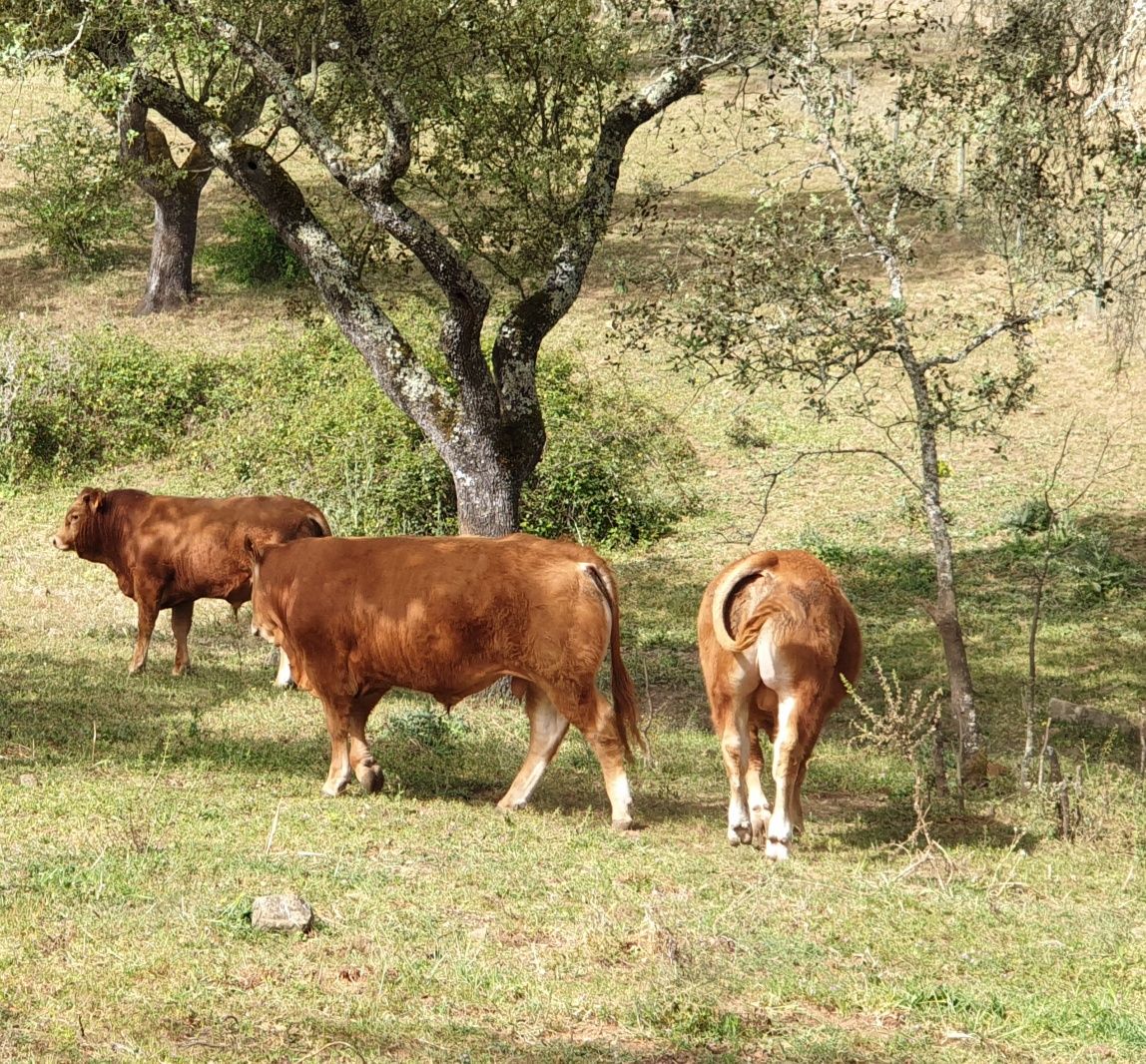 Novilhos limousine