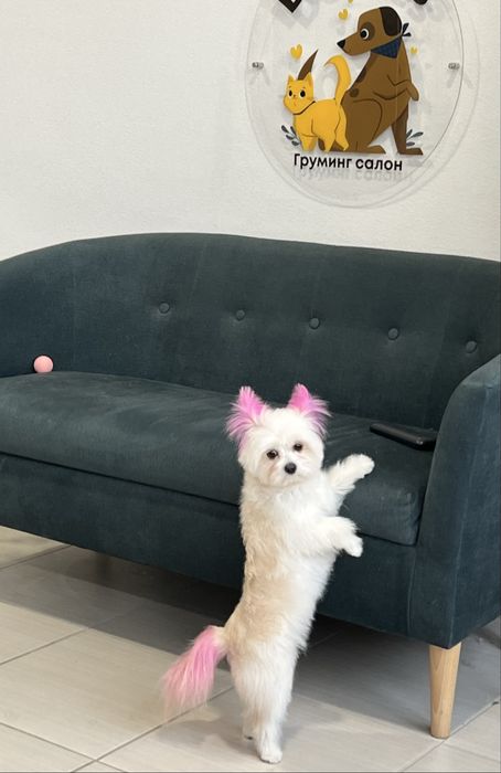 Стрижка собак і котиків