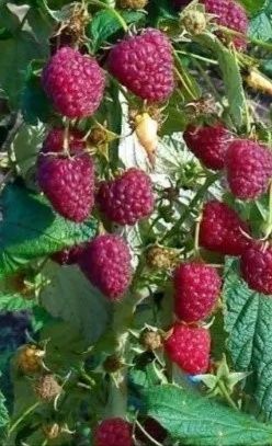 Саджанці малини ремонтантної