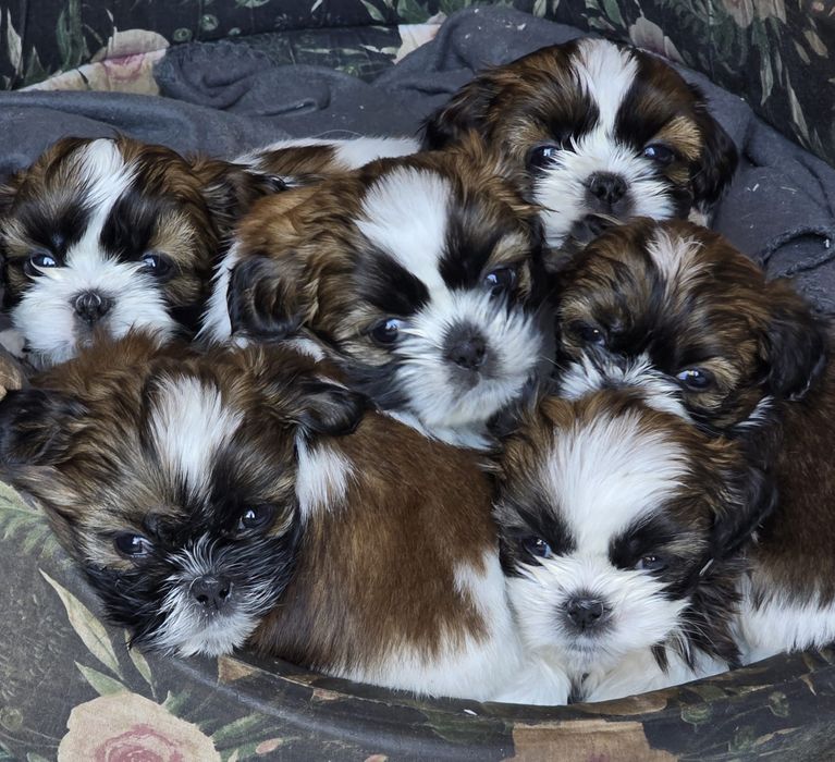 Suczka Shih- tzu tricolor