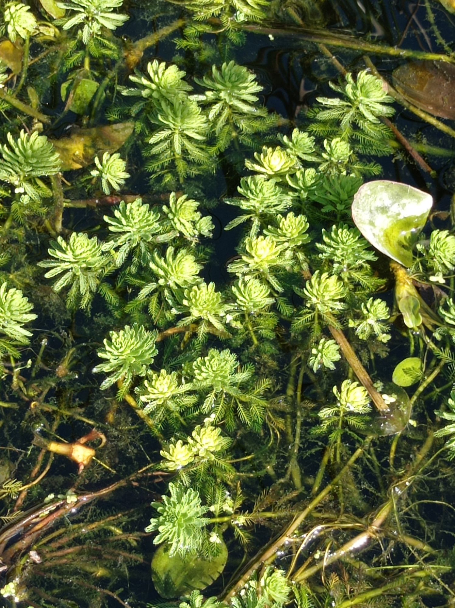 Plantas para lagos
