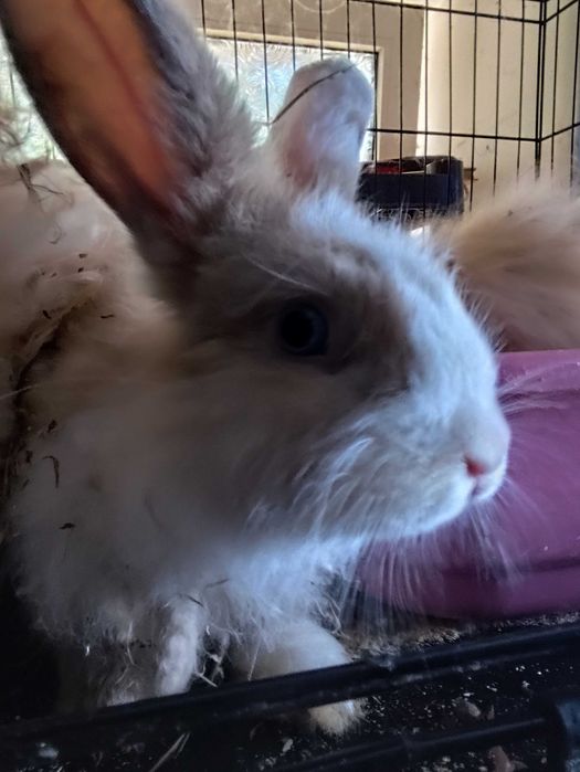 Кролик Декоративный