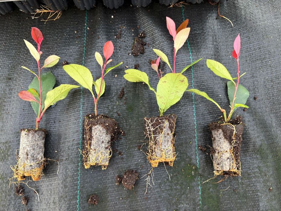 Głogownik Photinia Redrobin Multiplat 104szt