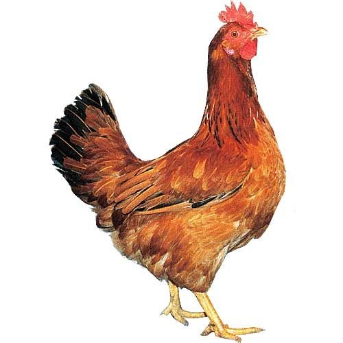 Ломан Браун,Доминант красный и другие виды кур у нас,яйца инкубационны