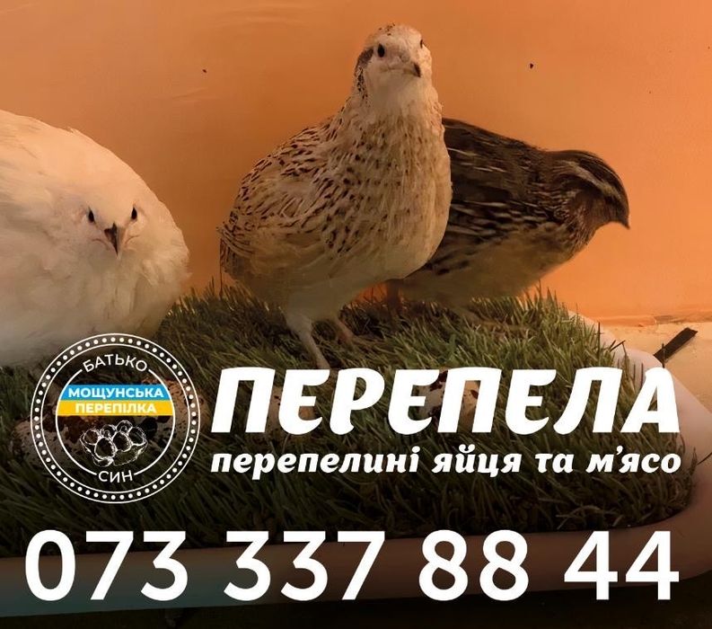 Перепела Породи Фараон