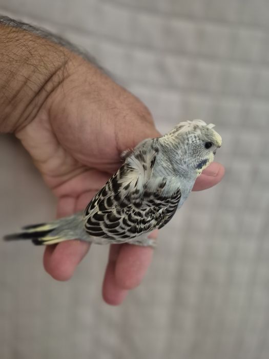 Piriquitos Harogomos domesticados