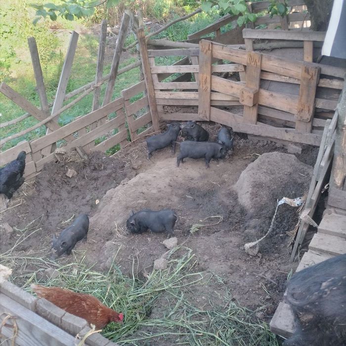 Продам поросят въетнамских