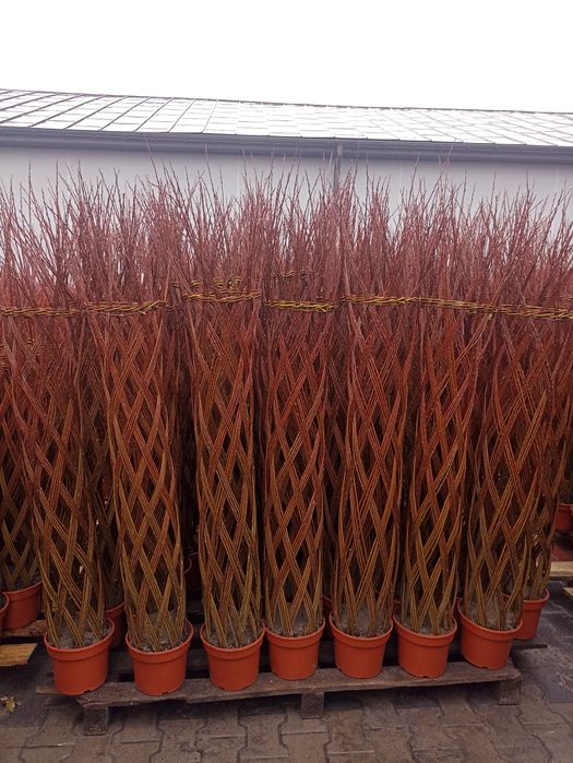 Wierzba pleciona Salix