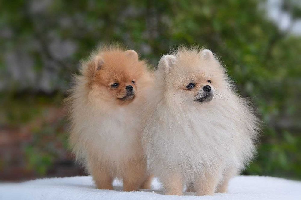 Померанські шпіци з розплідника