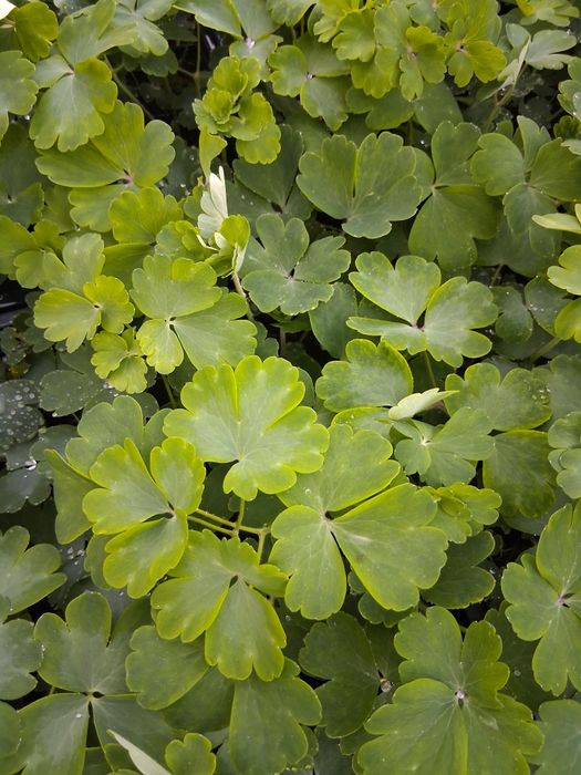 Orlik pełny mix kolorów Aquilegia