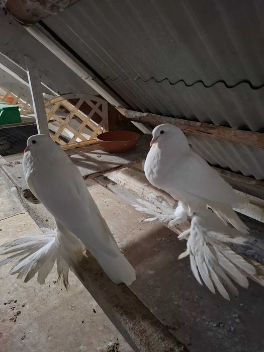 Білий померанський дутиш