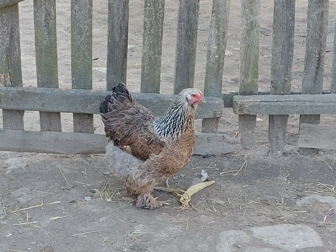 Jaja Lęgowe Brahmy Olbrzymiej Sprawdzone Wysyłka