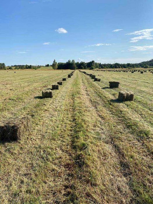 Sprzedam siano w kostkach