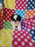 Shih-tzu czarno biały aktualne