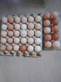 Jaja wiejskie pelnowartosciowe