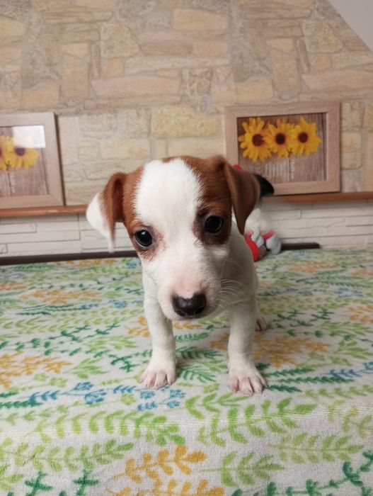 Suczka Jack Russell terrier