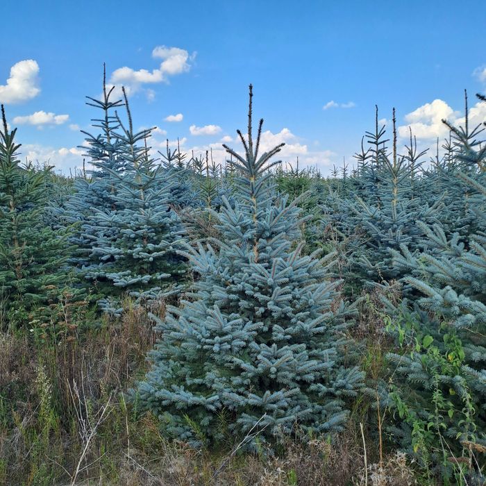 Świerk Srebrny 'Kaibab' wys. od 270 cm do 350 cm Kopane Maszynowo