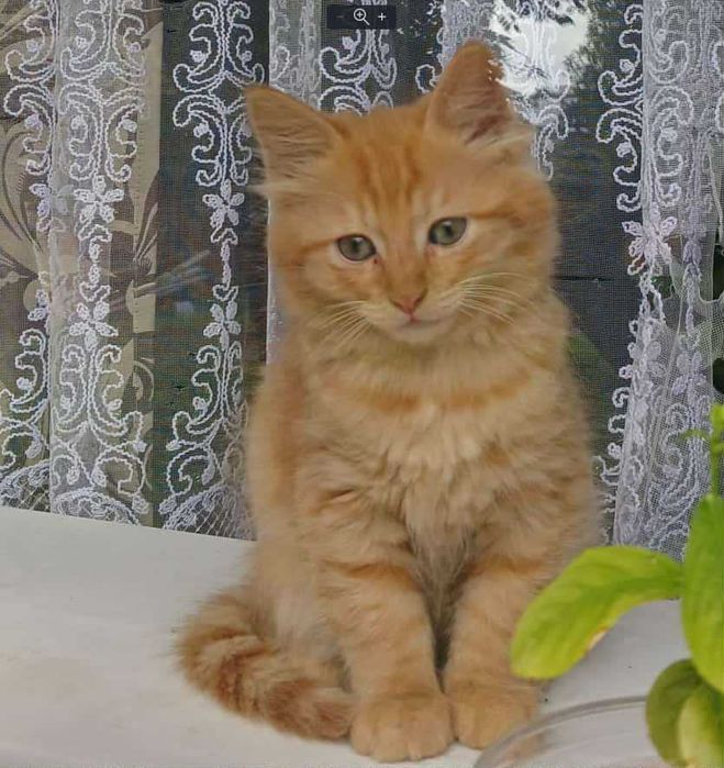 Грайливий, рижий котик 3.5 міс  шукає сімю