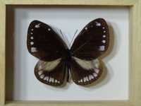 Motyl w ramce 10x8 cm Eoploea core ? - 50 mm .