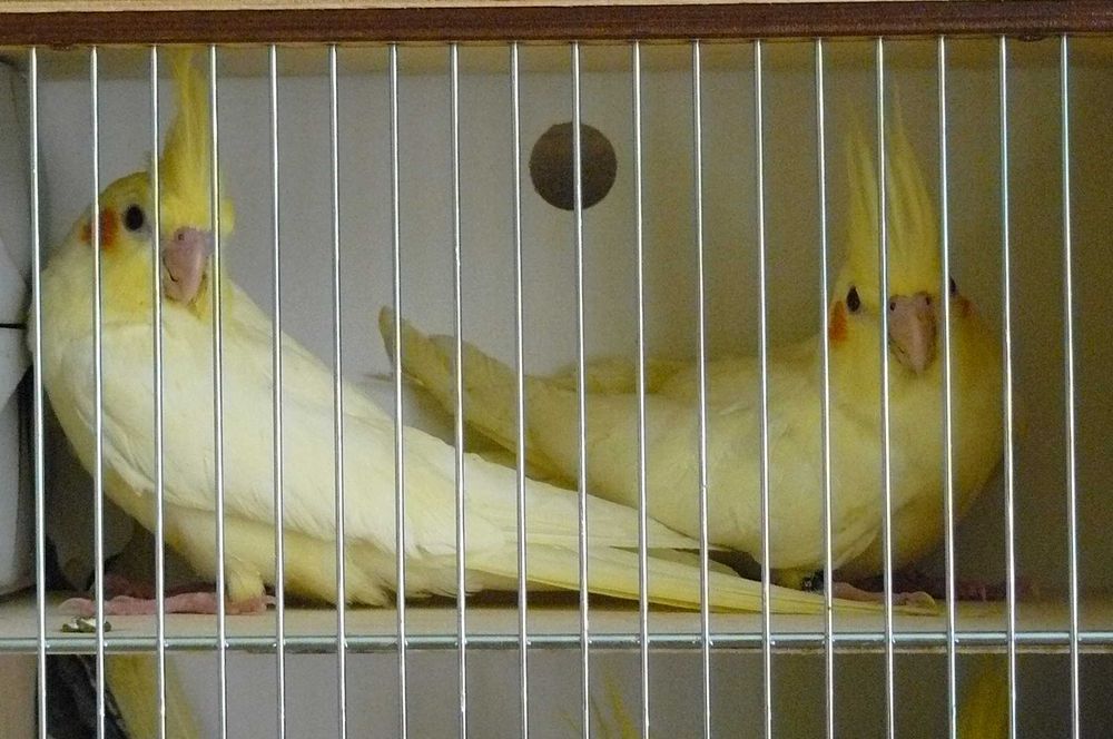 Papugi nimfy lipiec 2025 samce samiczki , możliwe niespokrewnione pary