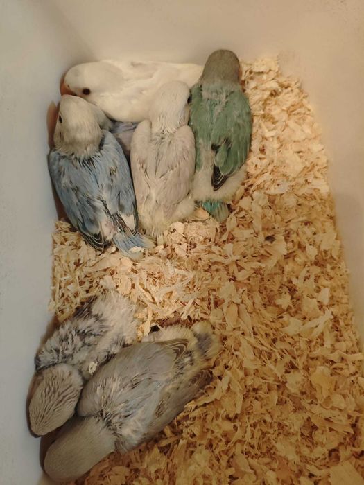 Roseicollis muito bonitos e meigos criados a mao
