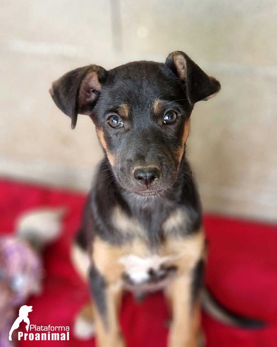 LEVI - Cãozinho bebe para Adoção